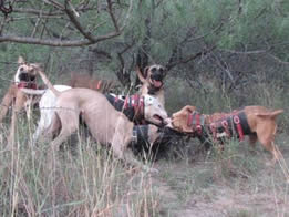 hog dog hunting