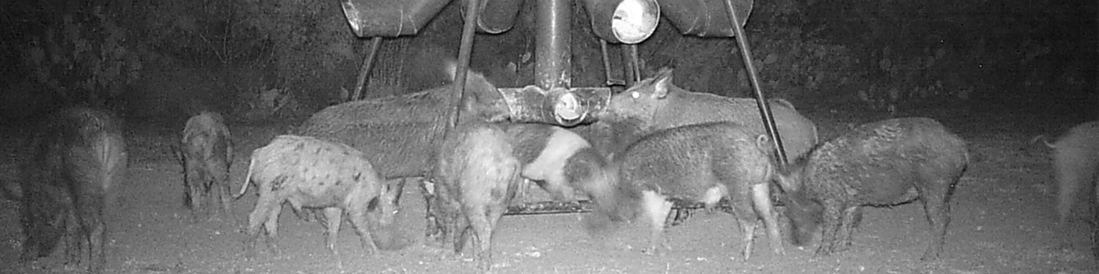 Hog Hunting for Meat in Texas