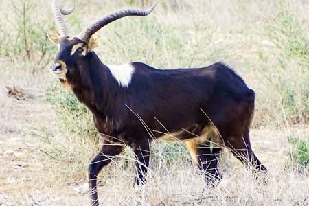 Lechwe hunt in Texas