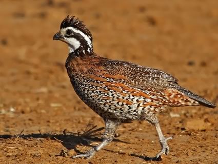 Quail Hunt in Texas