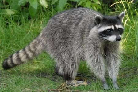 Racoon Hunt in Texas