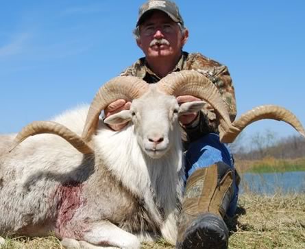 Texas Dall Hunt in Texas