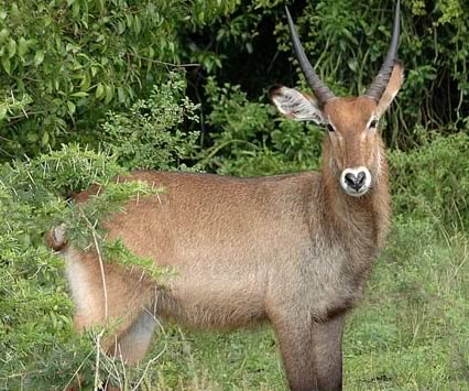 Waterbuck hunt in Texas